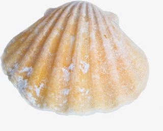 夏日海报沙滩贝壳设计免抠