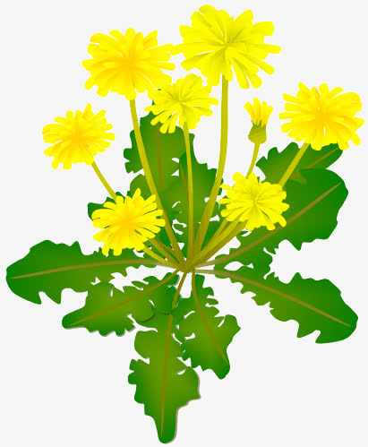 野菊花免抠
