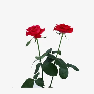 红色月季花免抠