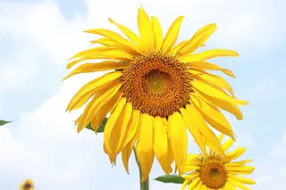 夏天蓝天植物花向日葵高清