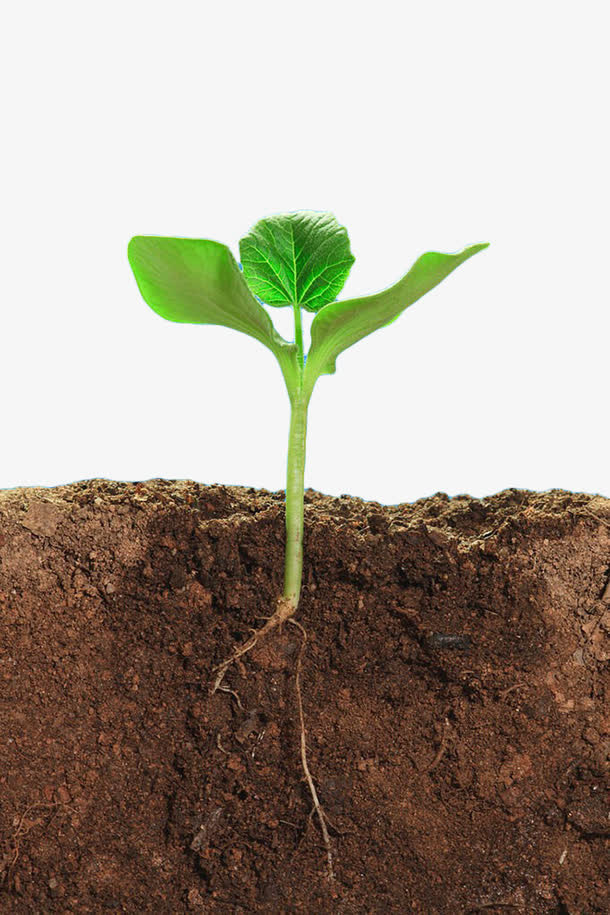 绿色植物土壤剖面免抠