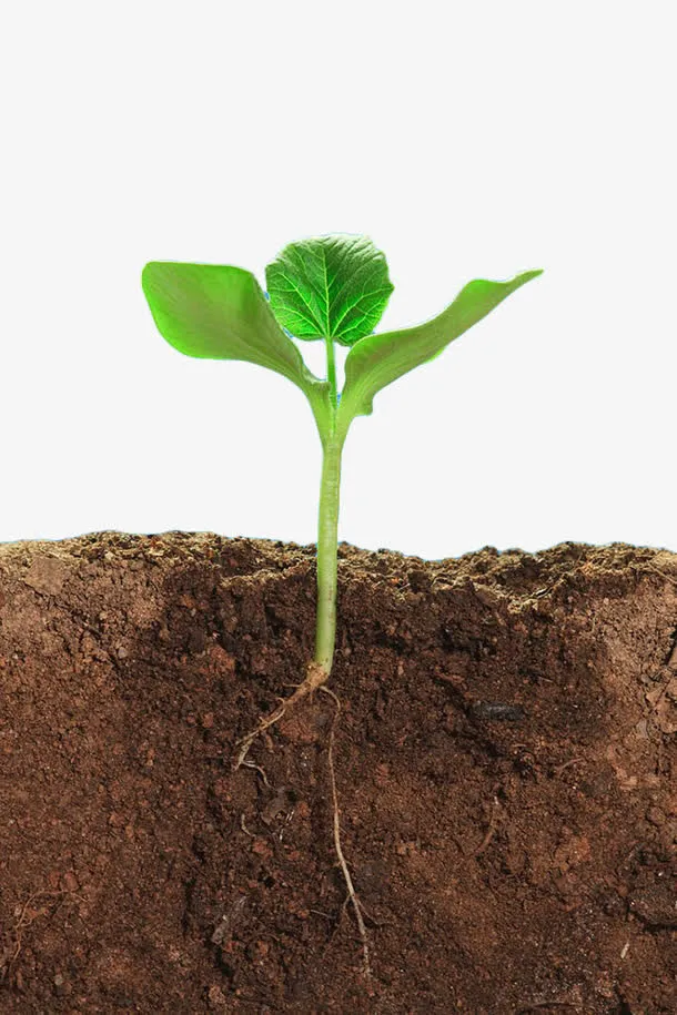 绿色植物土壤剖面免抠