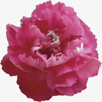 红色鲜花花卉花朵装饰免抠