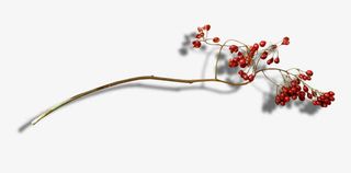 树枝红色小果子免抠