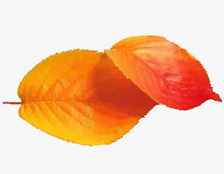风吹落叶免抠
