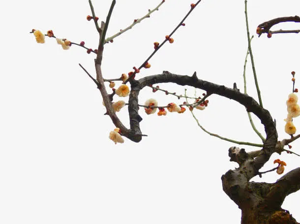 黄色梅树梅花免抠