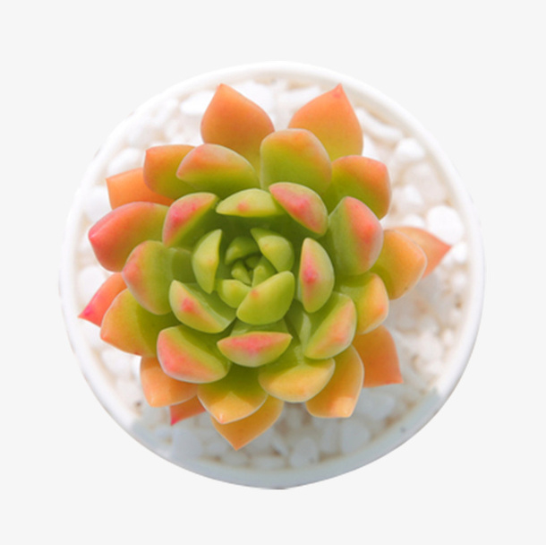 植物 马库斯多肉 观音莲免抠