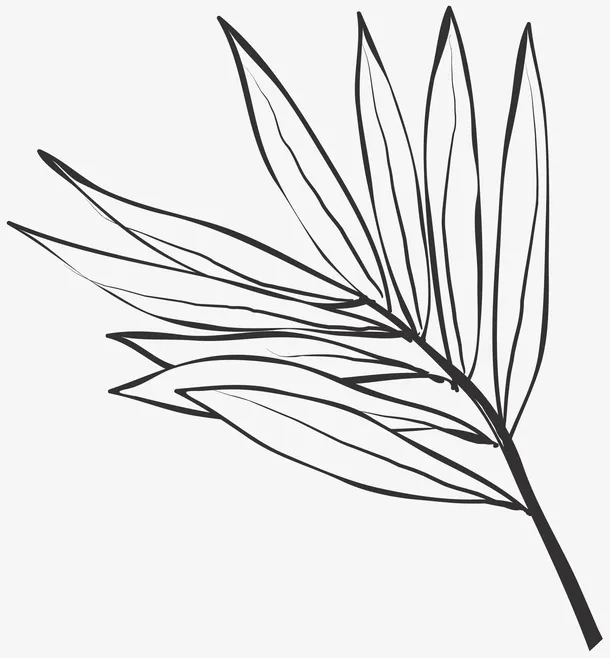 线描树叶免抠