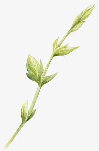 卡通手绘嫩芽枝叶免抠