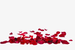 红色玫瑰花瓣散落免抠
