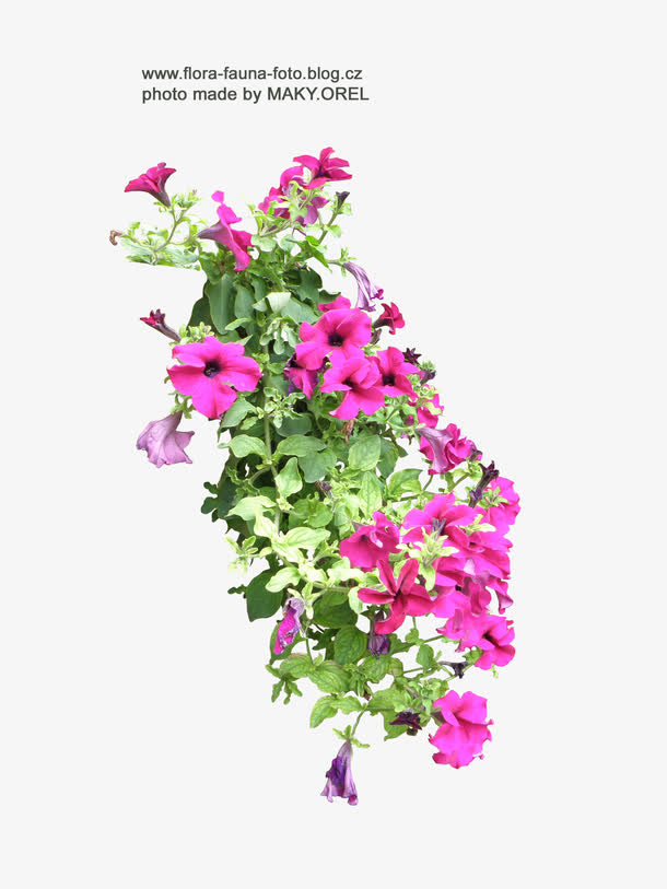 鲜花相框素材鲜花素材 卡通手绘免抠