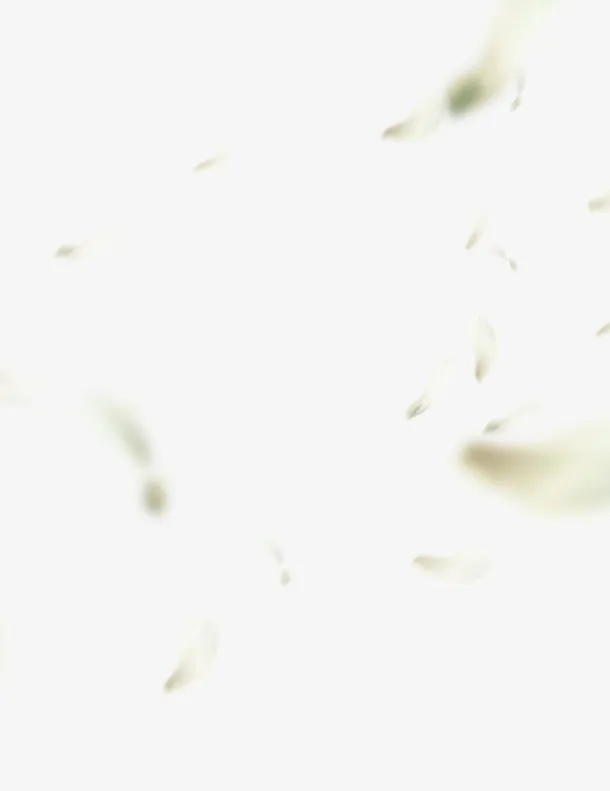 创意合成白色的花瓣效果免抠