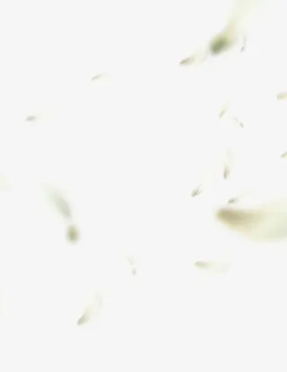 创意合成白色的花瓣效果免抠