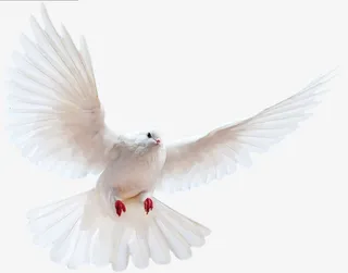 白色鸽子 素材免抠