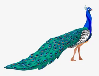 行走的蓝孔雀免抠
