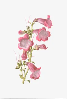 手绘花朵免抠 手绘花朵免抠
