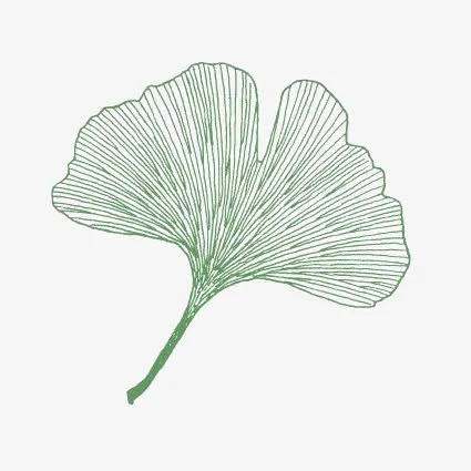 手绘银杏叶免抠