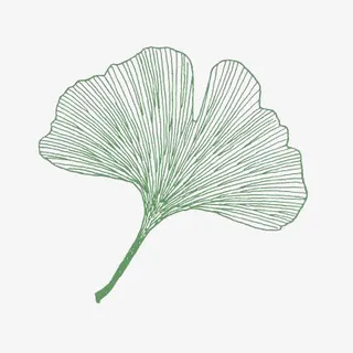 手绘银杏叶免抠