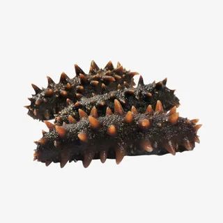 新鲜的海参免抠