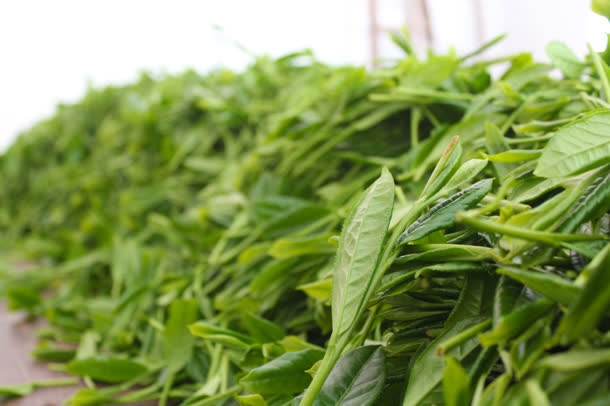 绿色清晰新鲜茶叶图免抠