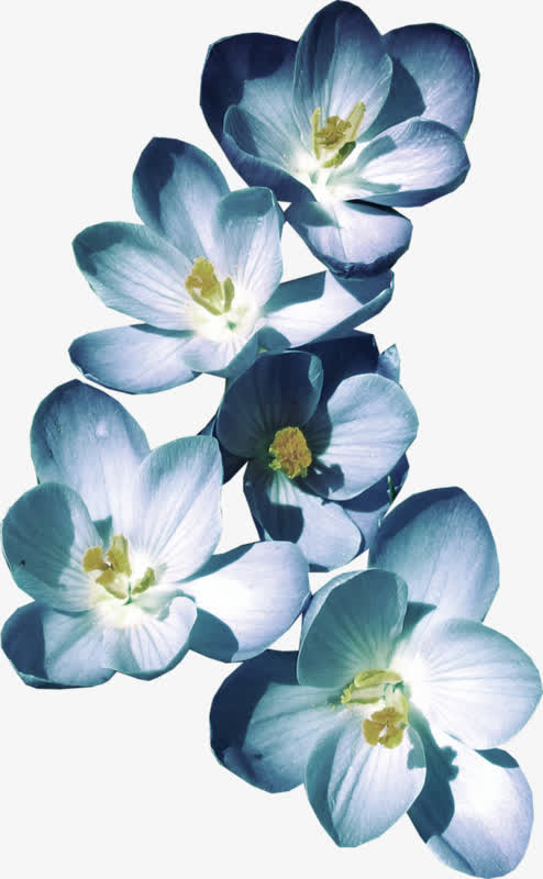 清新淡雅小花免抠