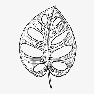 文艺清新花草海报设计装饰黑白花免抠