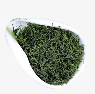 弯曲小叶茶叶苦丁免抠