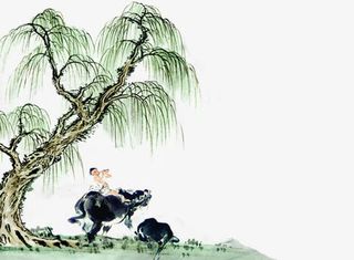 中国风柳树免抠