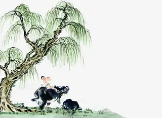 中国风柳树免抠