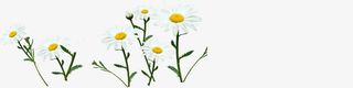 白色雏菊春天装饰花朵免抠