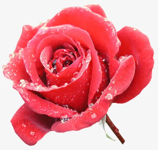 花卉图案素材矢量花卉素材免抠