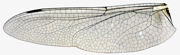 翅膀标本免抠