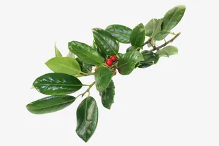 枸骨叶冬青 叶子 红色果子免抠