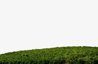 春天清新草坪图片免抠