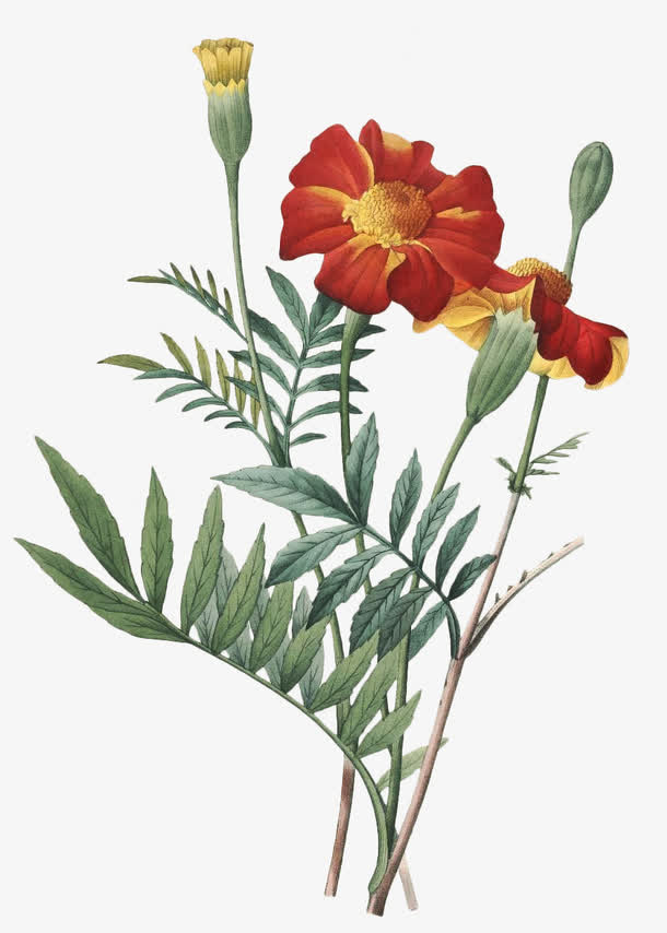 手绘水彩花卉免抠