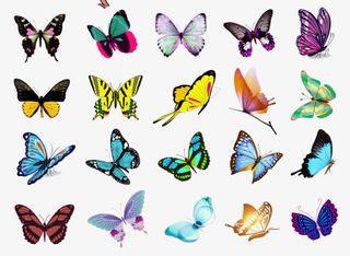 蝴蝶大集合装饰图片免抠装饰动物元素