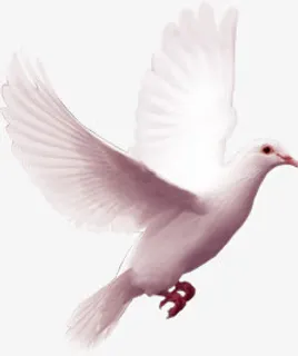 白鸽元旦开门红海报免抠