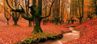 秋冬落叶唯美背景高清