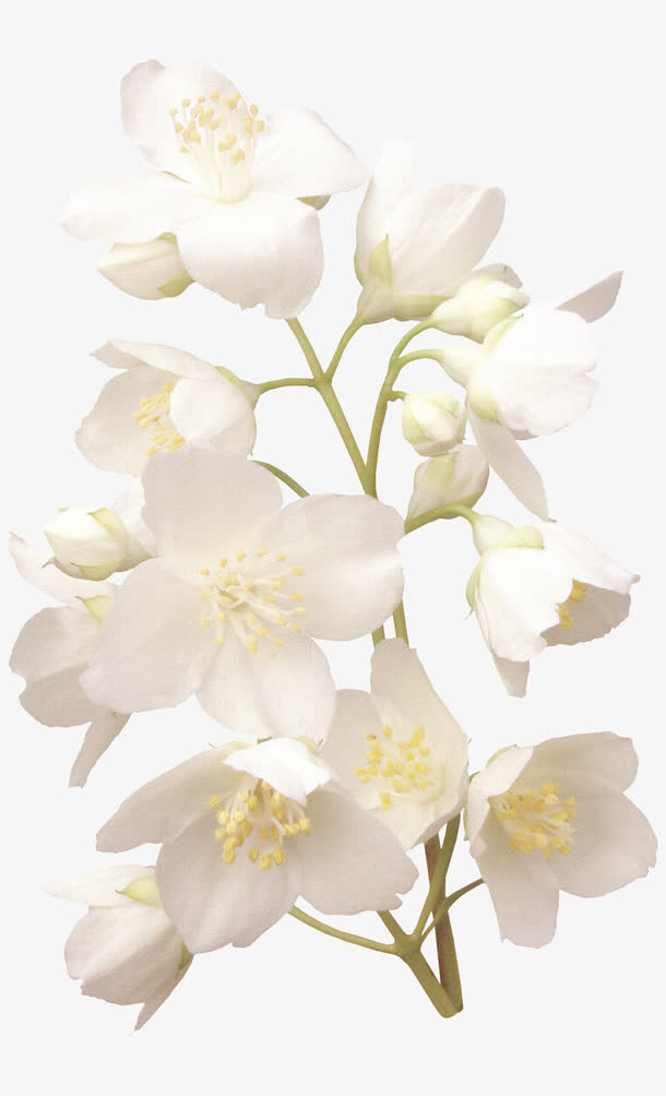 花免抠