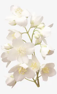 花免抠 花免抠