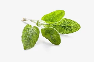 鼠尾草免费下载免抠