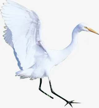 白色纯洁飞鸟春天免抠装饰动物元素
