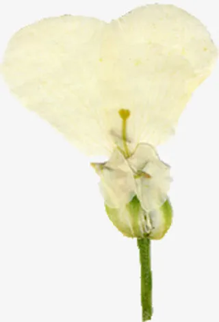 精美压花干花黄色花瓣免抠