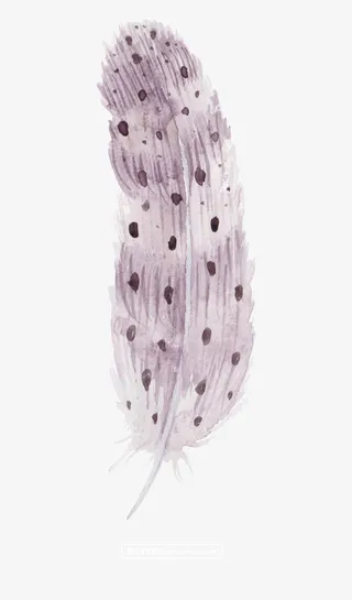 浪漫 羽毛 插画 淡粉色免抠