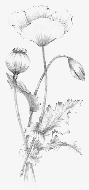 手绘的花朵植物免抠