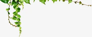 春天绿色藤蔓装饰免抠