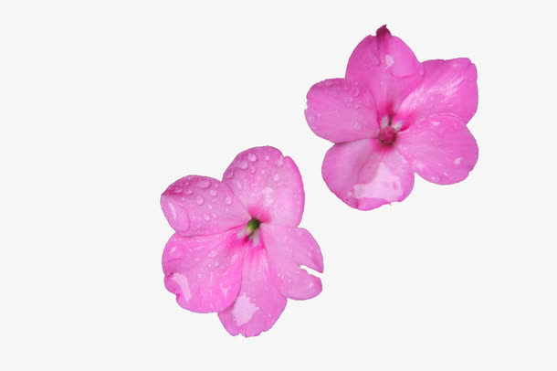 凤仙花 花朵 百花 鲜花免抠