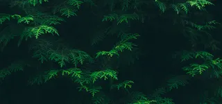 绿色树林海报背景高清