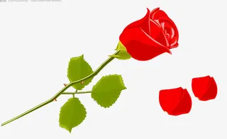 玫瑰和花瓣免抠