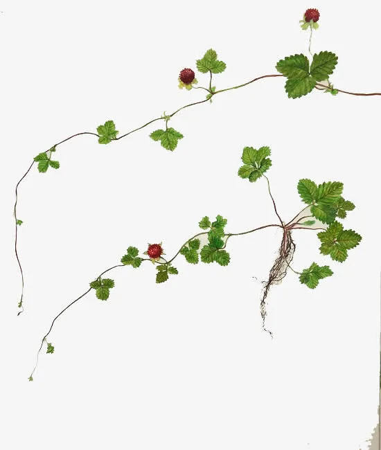手绘树莓免抠